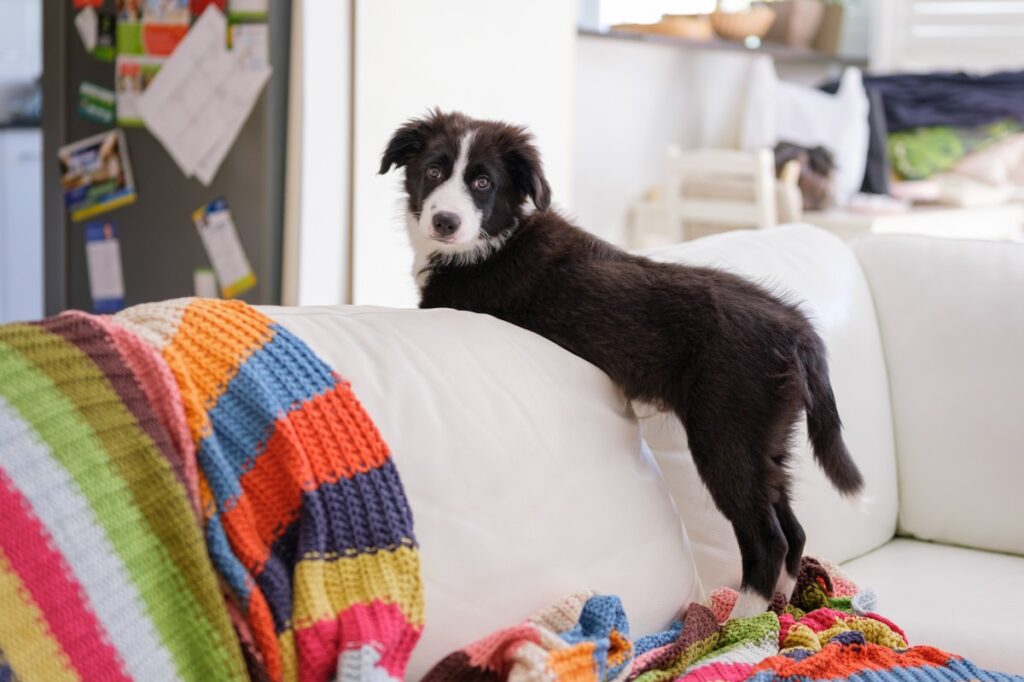 Owner Amazed When Puppy Climbs on Couch, Then Comes the Realization
