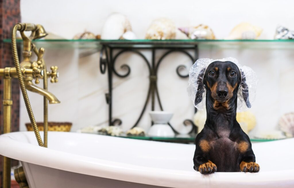 Owner Watches Dachshund Approach Tub—Not Prepared for the Outcome