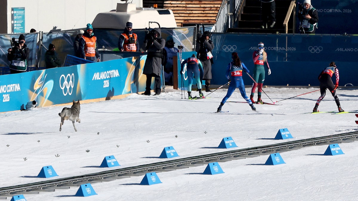 Dog wanders onto course
