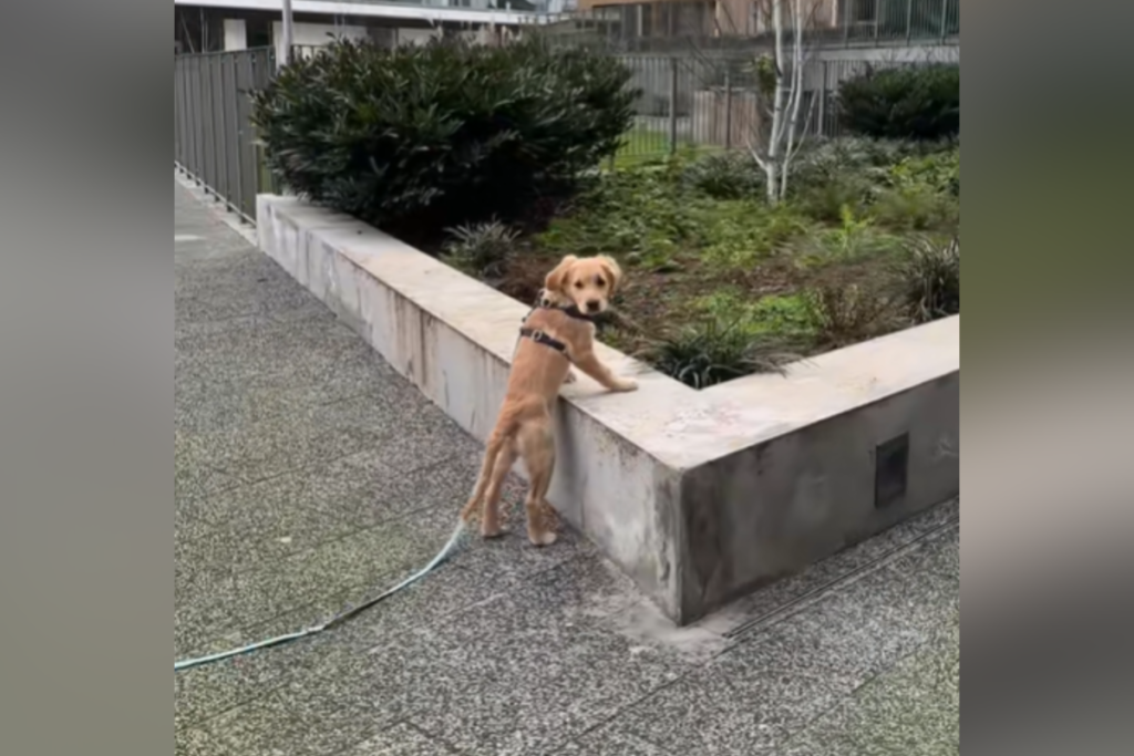 Dog Has Surprise on Walk—Owner Can’t Cope As Weeks Later He Still Remembers