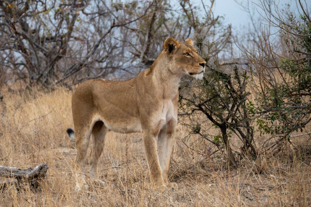 Woman on Safari Not Prepared For What Lioness Does: ‘Expensive Taste’