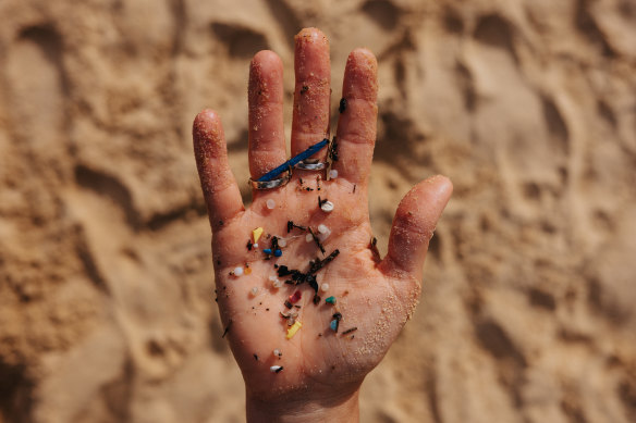 Microplastics found on a beach at Manly Cove. They are ubiquitous.