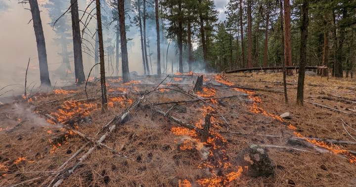 Nationwide prescribed burn program being launched, administered through UBC-Okanagan Nationwide prescribed burn program being launched, administered through UBC-Okanagan