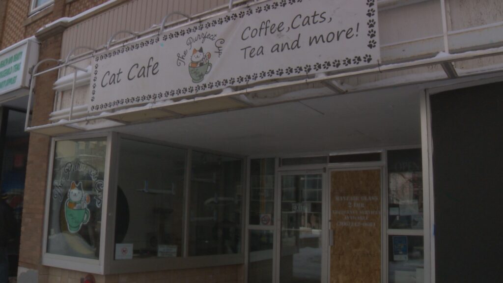 Saskatoon’s The Purrfect Cup Cat Cafe sees another act of vandalism