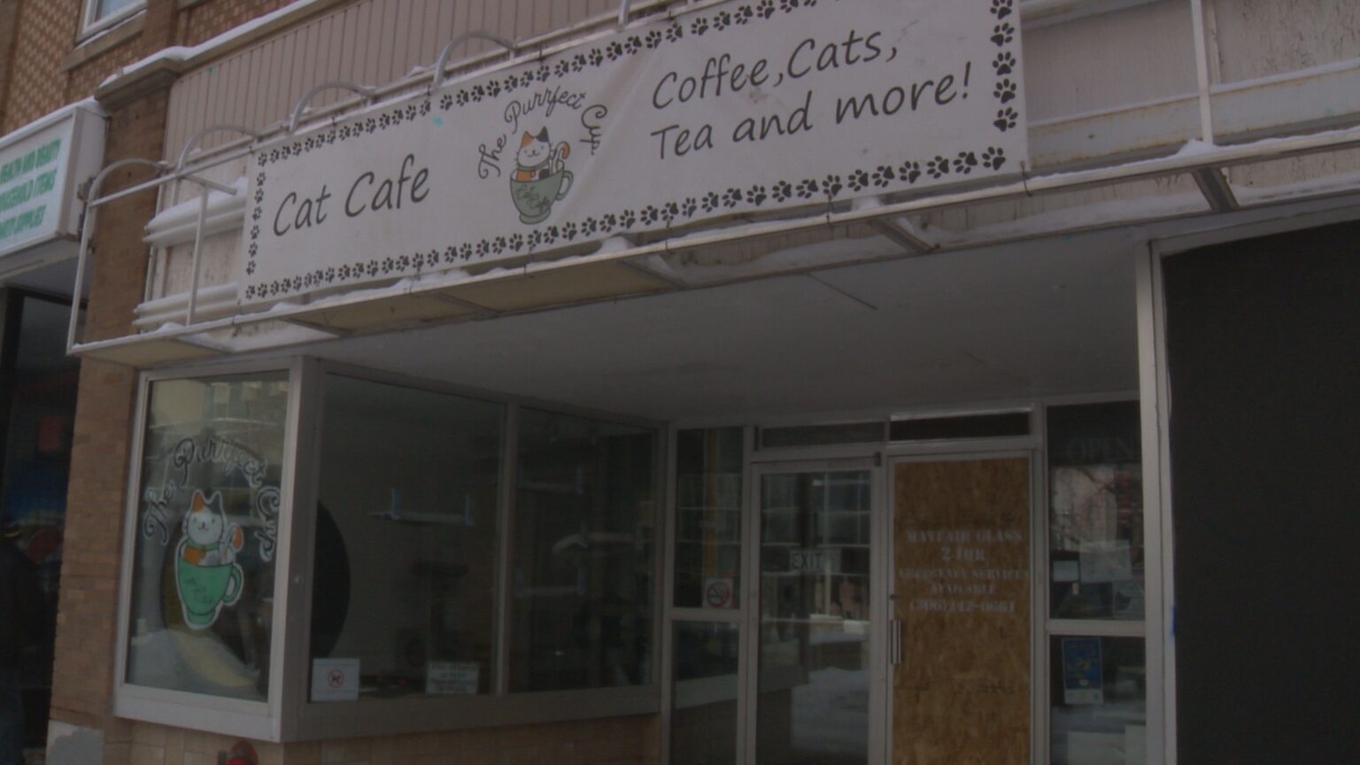 Saskatoon’s The Purrfect Cup Cat Cafe sees another act of vandalism