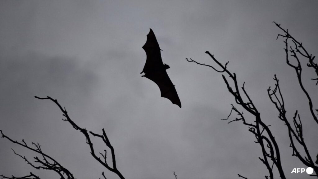 One person dead from Nipah virus in Bangladesh, says WHO
