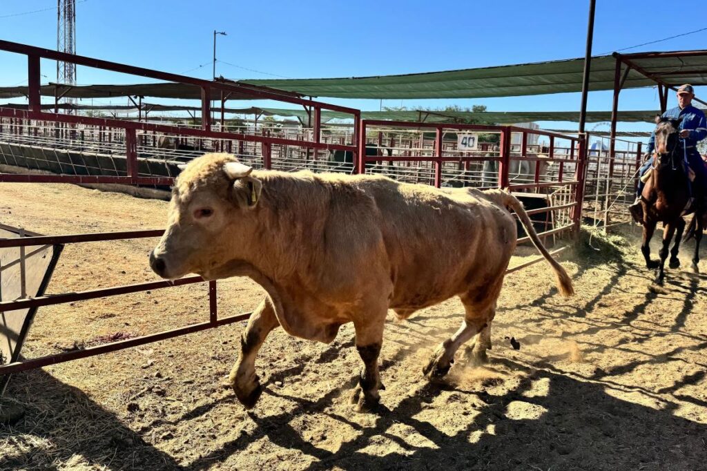 Flesh-eating parasite sparks disaster declaration in Texas