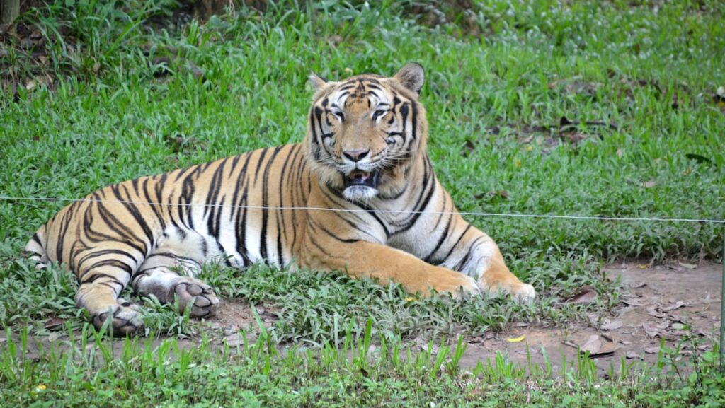 Vietnam police find frozen tiger bodies, arrest two men Vietnam police find frozen tiger bodies, arrest two men
