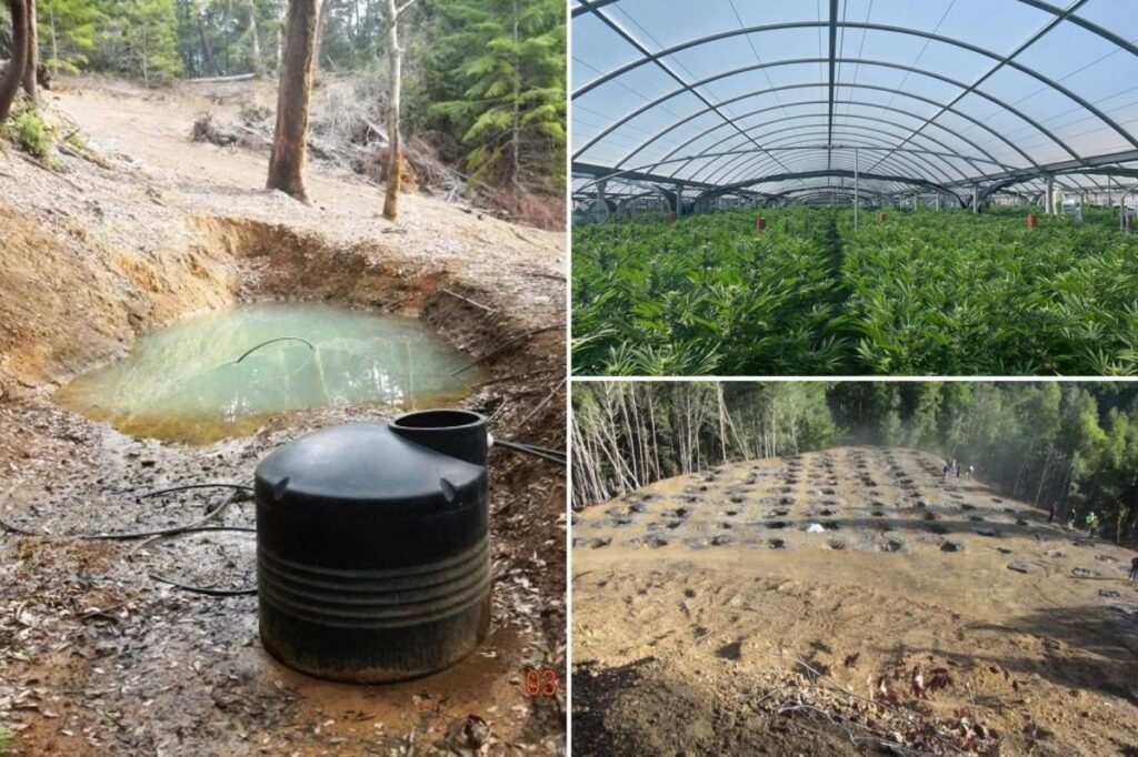 Illegal cannabis farms poison California’s forests: ‘Ticking environmental time bomb’