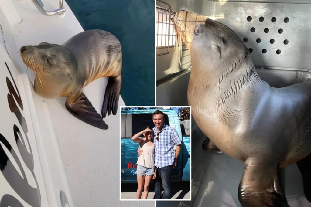Sick sea lion pup rescued after hitching a ride on family’s boat to SoCal shore