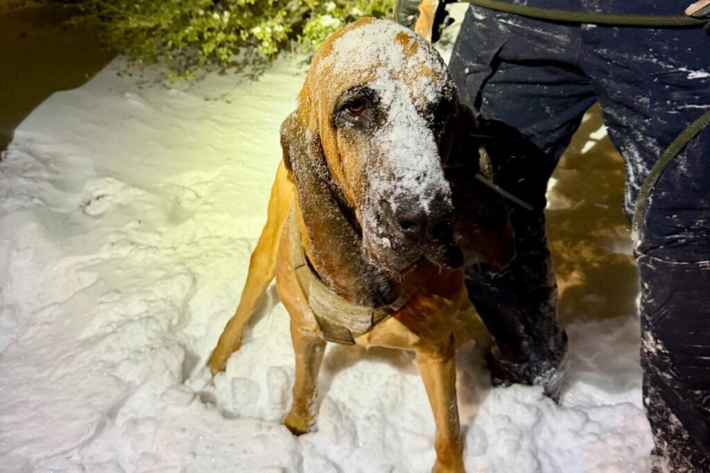 Heroic North Carolina police K-9 named Bo tracks missing teen, 13, with special needs during bomb cyclone