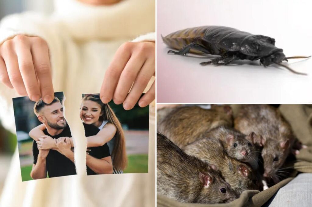 Roaches, rats and cat poop: How NYC singles are getting savage revenge on their exes for Valentine’s Day