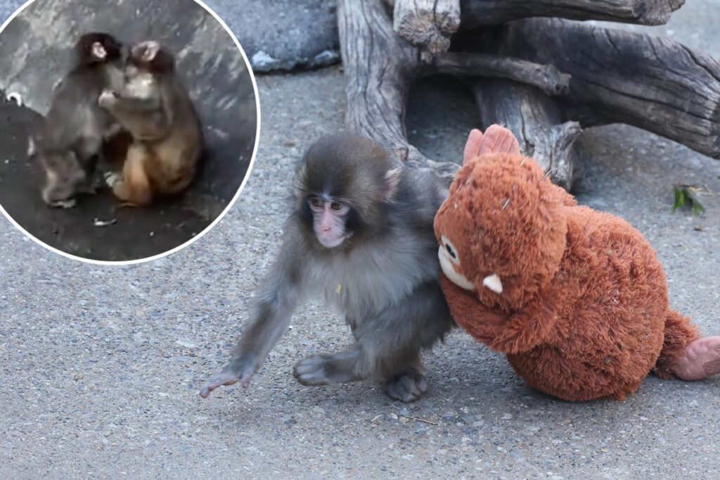 Punch the monkey has a girlfriend — viral zoo animal spotted smooching sweet playmate Momo-chan