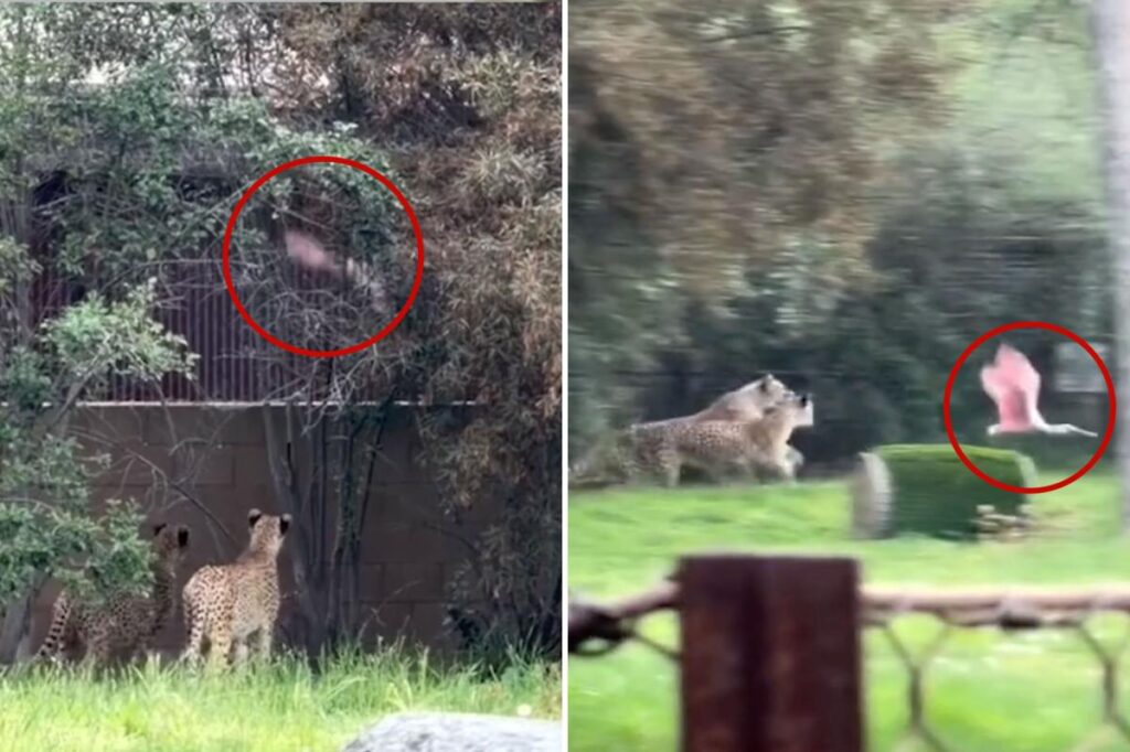 Animals gone wild: Incredible video of show bird escaping cheetahs at the zoo Animals gone wild: Incredible video of show bird escaping cheetahs at the zoo