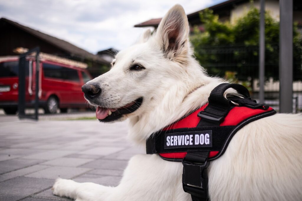Service Dog Approached at Disney—Video Sparks Heated Debate