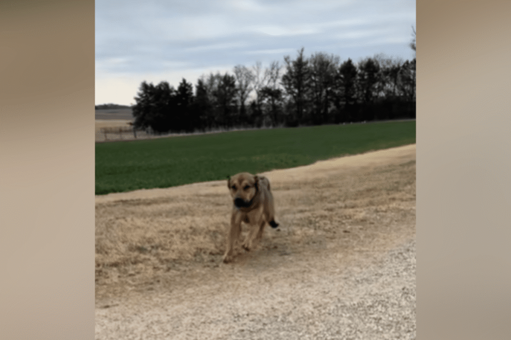 Dog Dumped for Second Time by Owner—Then Something Amazing Happens