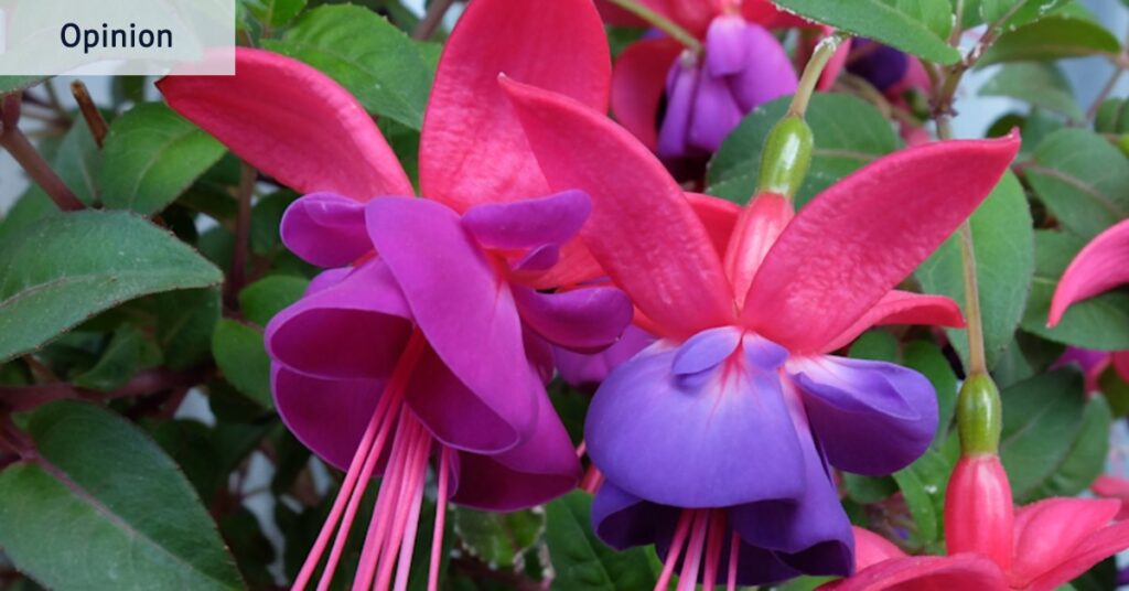 How to give old plants, and ourselves, a new life