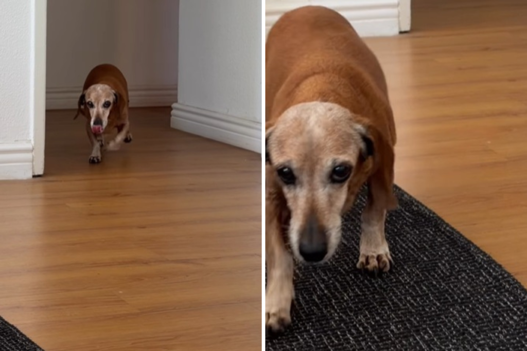 Senior Dachshund Who’s Been Through ‘Every Season’ With Owner Melts Hearts
