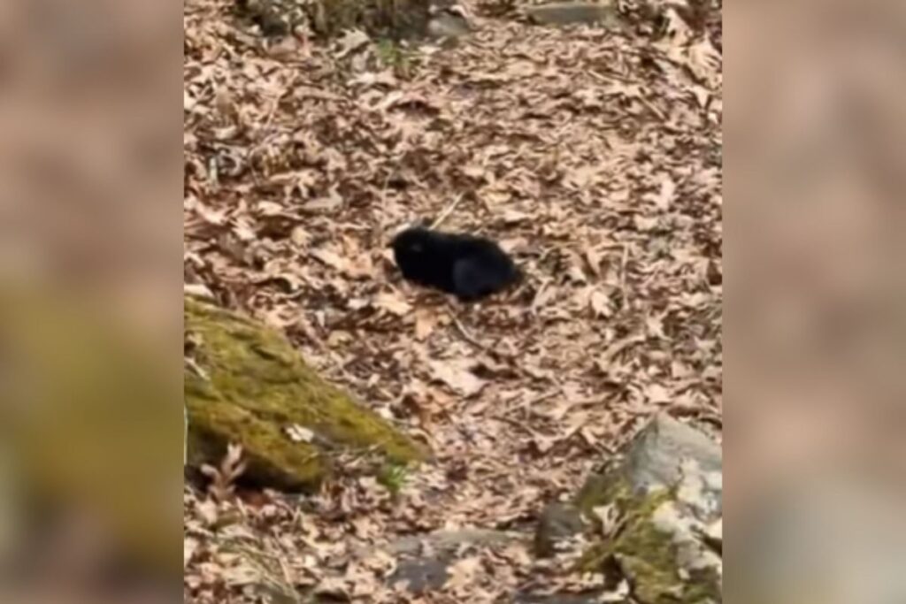 Hikers Find Baby Bear in the Woods, Then Make Horrifying Realization: ‘Run’