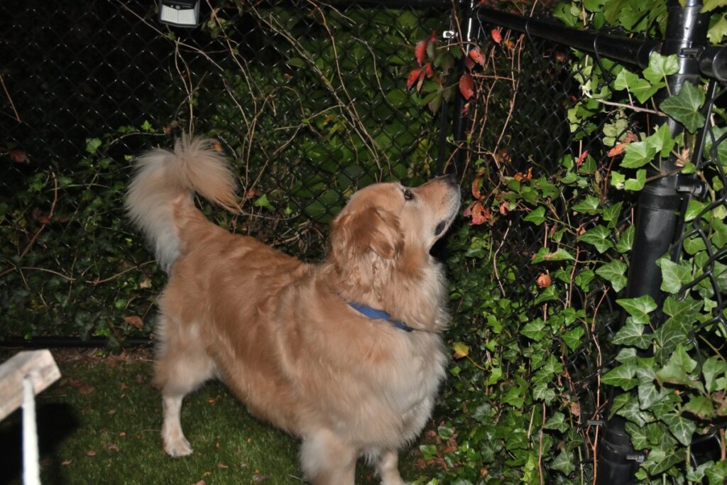 Golden Retriever Gets Treats at Store—What He Does After Melts Hearts