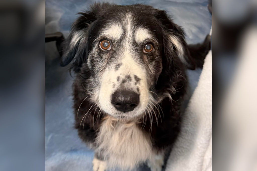 Hearts Break for 14-Year-Old Dog in Overcrowded Shelter After Losing Owner