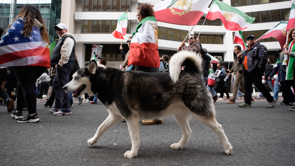 With dogs, dance and uncovered hair, Iranians defy ‘unholy alliance’ of socialists, radicals: ‘Hypocrites!’ With dogs, dance and uncovered hair, Iranians defy ‘unholy alliance’ of socialists, radicals: ‘Hypocrites!’