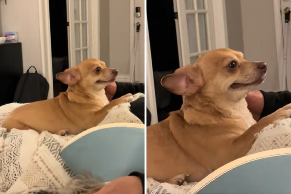 Foster Dog’s Smile After Being Saved Melts Hearts: ‘Just Happy To Be Here’ Foster Dog’s Smile After Being Saved Melts Hearts: ‘Just Happy To Be Here’