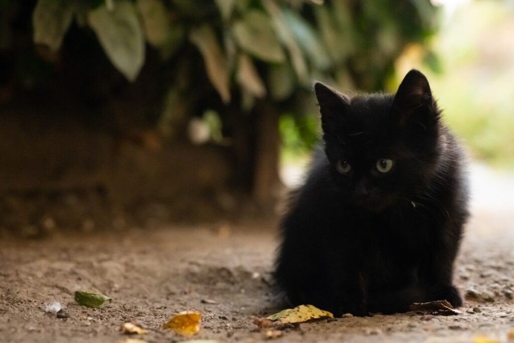 Kitten Finds ‘Forever Family’—Two Months Later, They Call Back Kitten Finds ‘Forever Family’—Two Months Later, They Call Back
