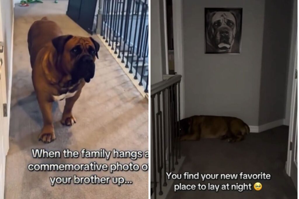 Owner Shows Dog Photo of Late Brother—Hearts Break at His Reaction