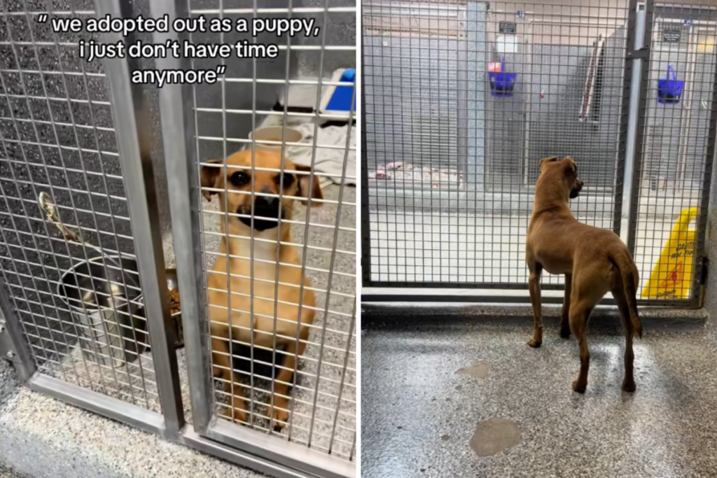 Dog Who Was Adopted as a Puppy Can’t Understand Why He’s Back in Shelter