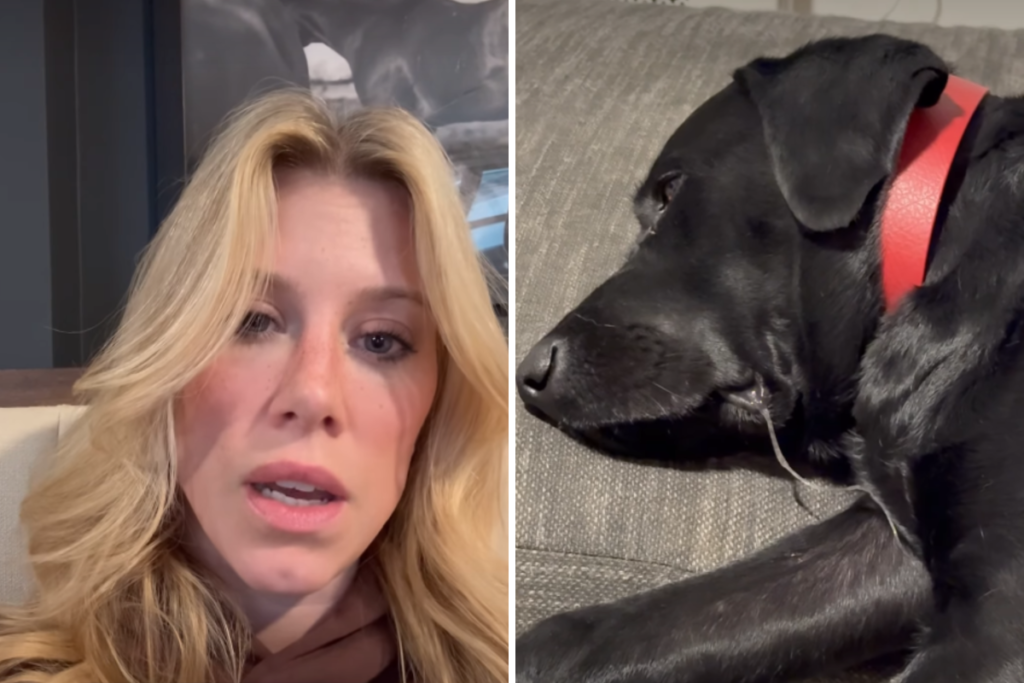 Woman Pays 0 for Pet Sitter—Returns to Horror Scene – Newsweek Woman Pays 0 for Pet Sitter—Returns to Horror Scene – Newsweek