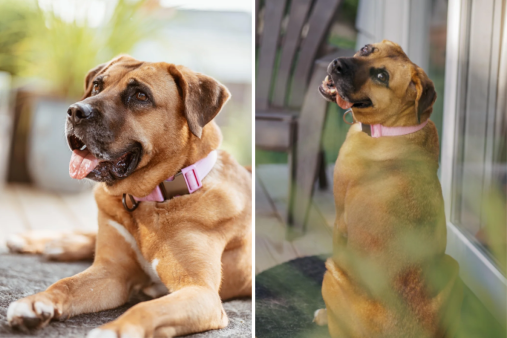 Owners Rescue Dog From Korean Meat Trade, Then Come ‘Surprise’ DNA Results Owners Rescue Dog From Korean Meat Trade, Then Come ‘Surprise’ DNA Results