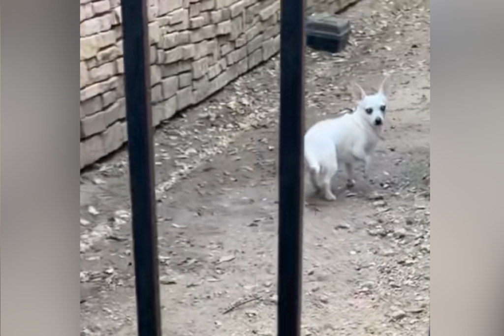 Owner Rescues Chihuahua—Can’t Believe What He Does in Home: ‘You’re Joking’ Owner Rescues Chihuahua—Can’t Believe What He Does in Home: ‘You’re Joking’