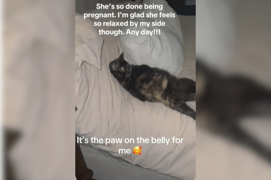 Internet Can’t Get Over Pregnant Cat Who’s Completely Over It
