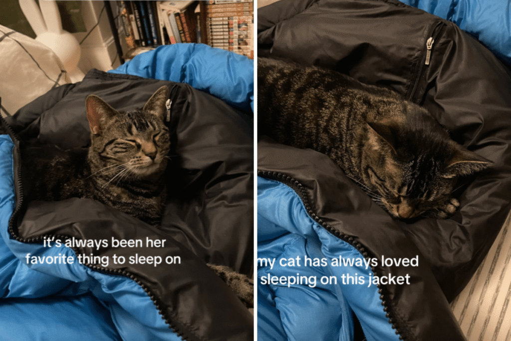 Owner Can’t Figure Out Why Cat Always Sleeps in One Place—Then Remembers