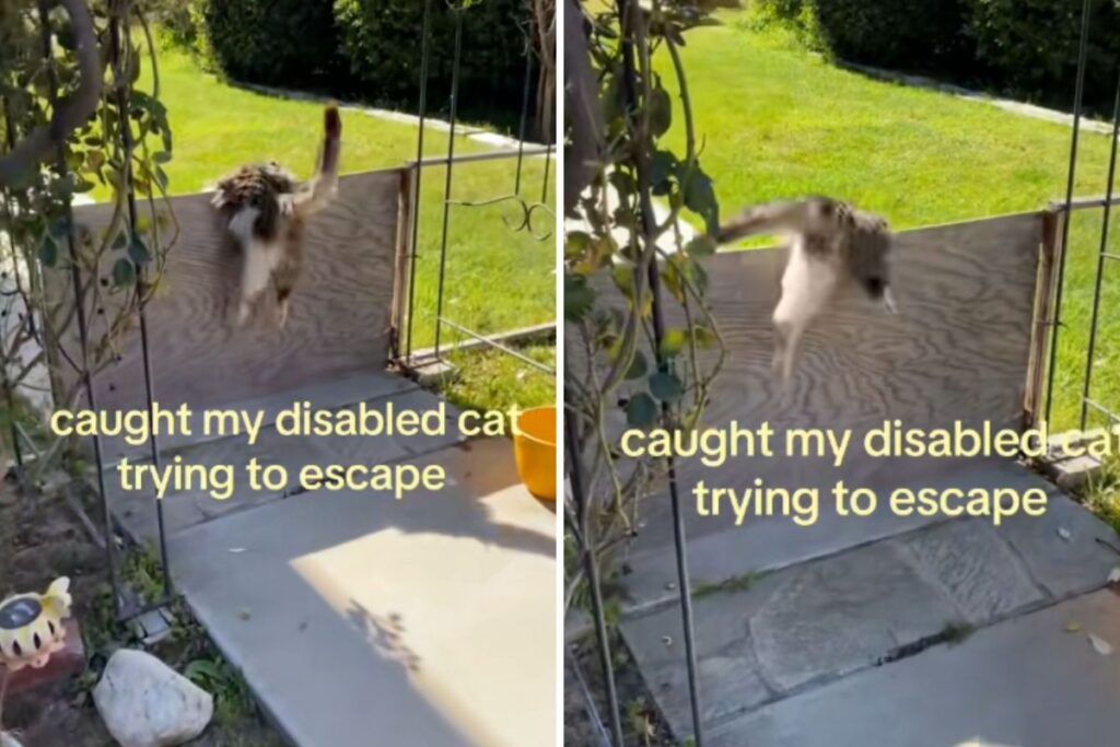 Owner walks into the yard, can’t believe what she finds disabled cat doing Owner walks into the yard, can’t believe what she finds disabled cat doing