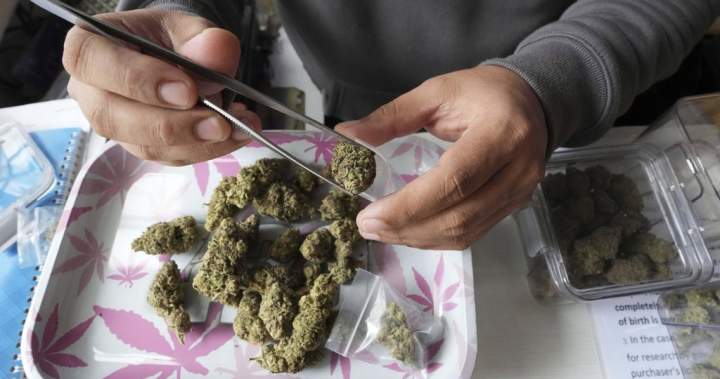 Case of Mi’kmaq man facing cannabis charges moves to constitutional challenge in N.S. Case of Mi’kmaq man facing cannabis charges moves to constitutional challenge in N.S.