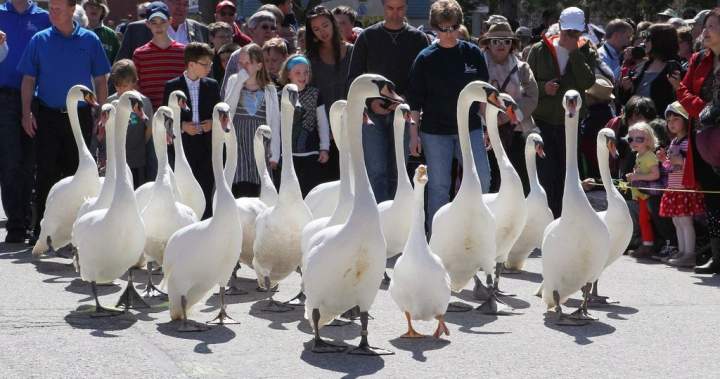 Popular swan parade in Stratford, Ont. cancelled to ‘reduce the stress’ on birds Popular swan parade in Stratford, Ont. cancelled to ‘reduce the stress’ on birds