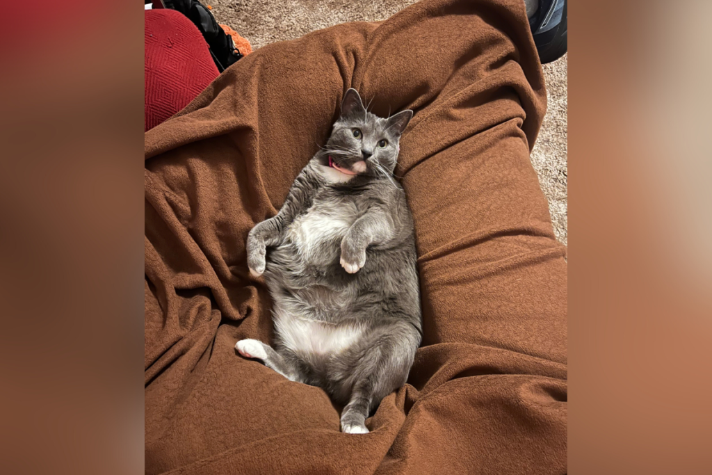 Owner Plans Vet Trip for ‘Very Sick’ Rescue Cat, Then Comes Huge Surprise