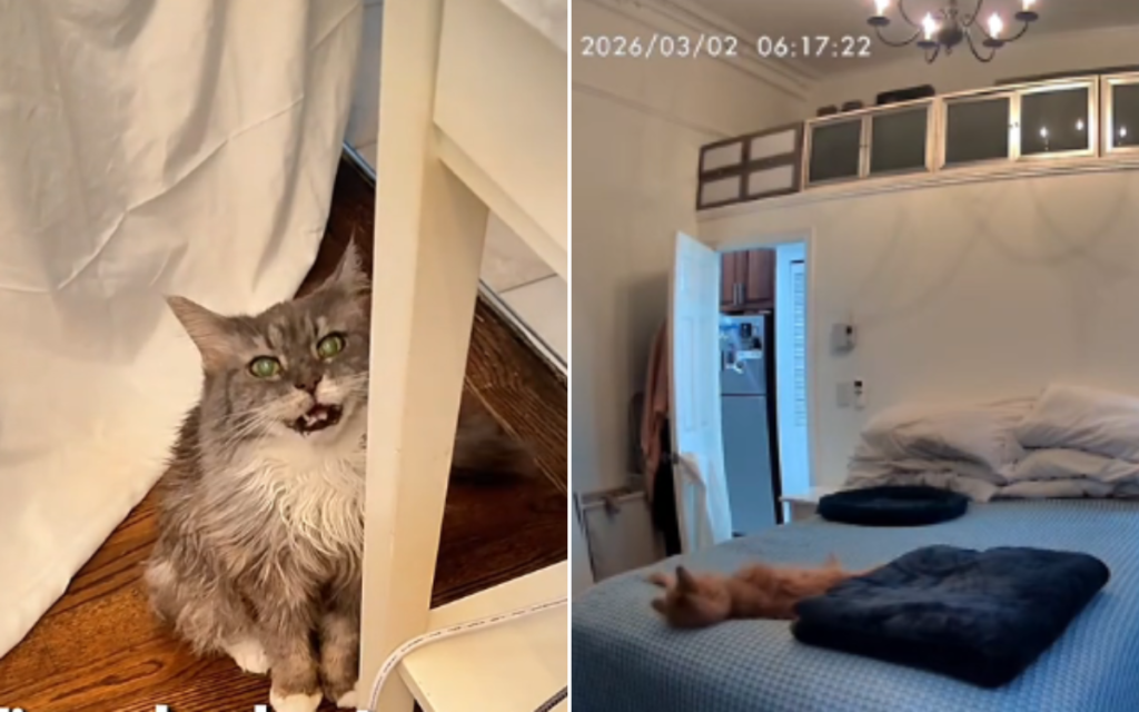 Owner in Tears Over What Pet Cam Captures 19-Year-Old Cat Doing When Alone