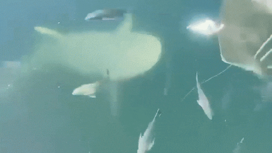 Bull sharks at the Spit, Sydney.