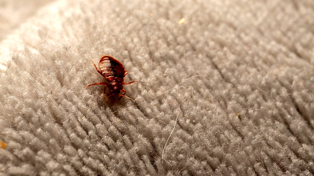 Close-up of a reddish-brown bed bug crawling on light-colored fabric, highlighting the small parasitic insect commonly found in bedding and mattresses.