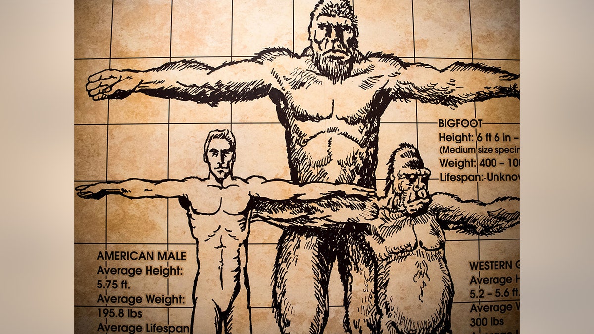 A map of the evolution of a Bigfoot