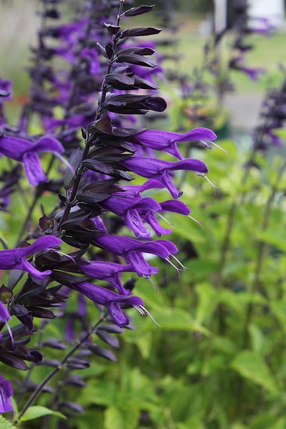 Salvia? 'Amistad' from Planter's Patch