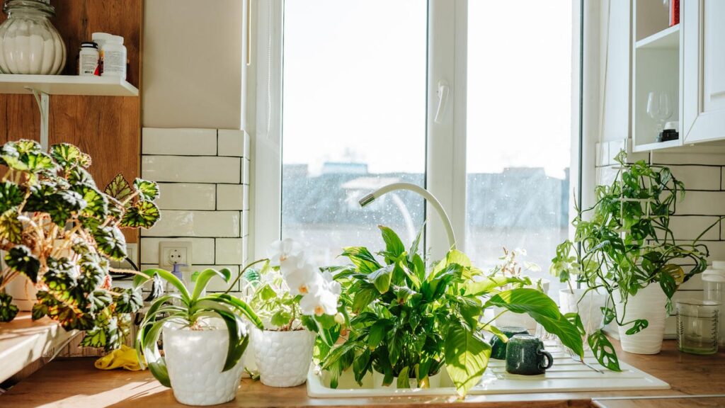 9 Hardy Houseplants That Practically Take Care of Themselves