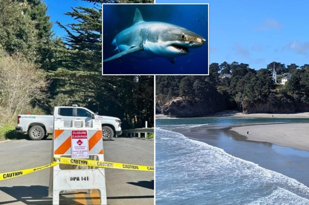 California surfer’s brave reaction after he was attacked by a shark: ‘I cannot die’ California surfer’s brave reaction after he was attacked by a shark: ‘I cannot die’