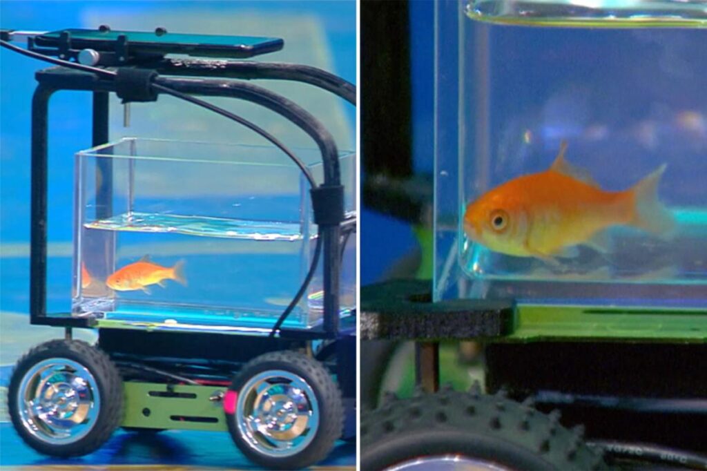Goldfish earns Guinness World Record for driving