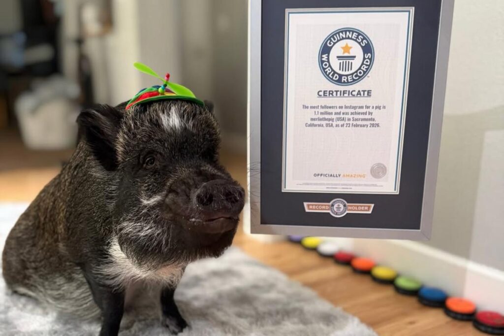 Pet pig that talks with buttons earns world-record IG following Pet pig that talks with buttons earns world-record IG following