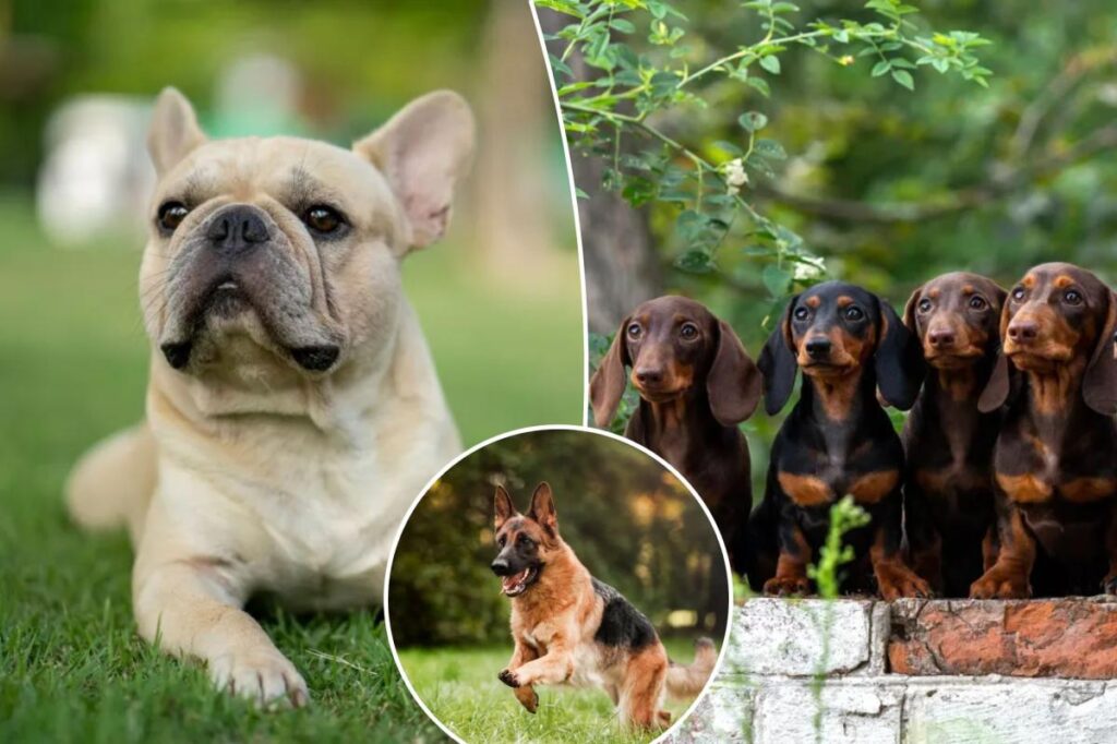 Pint-sized dog breed is US’ most popular for fourth year running