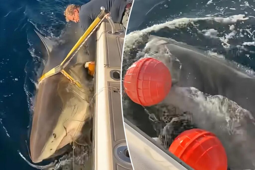 Largest male great white shark ‘Contender’ returns to waters off Florida’s coast in time for Spring break Largest male great white shark ‘Contender’ returns to waters off Florida’s coast in time for Spring break